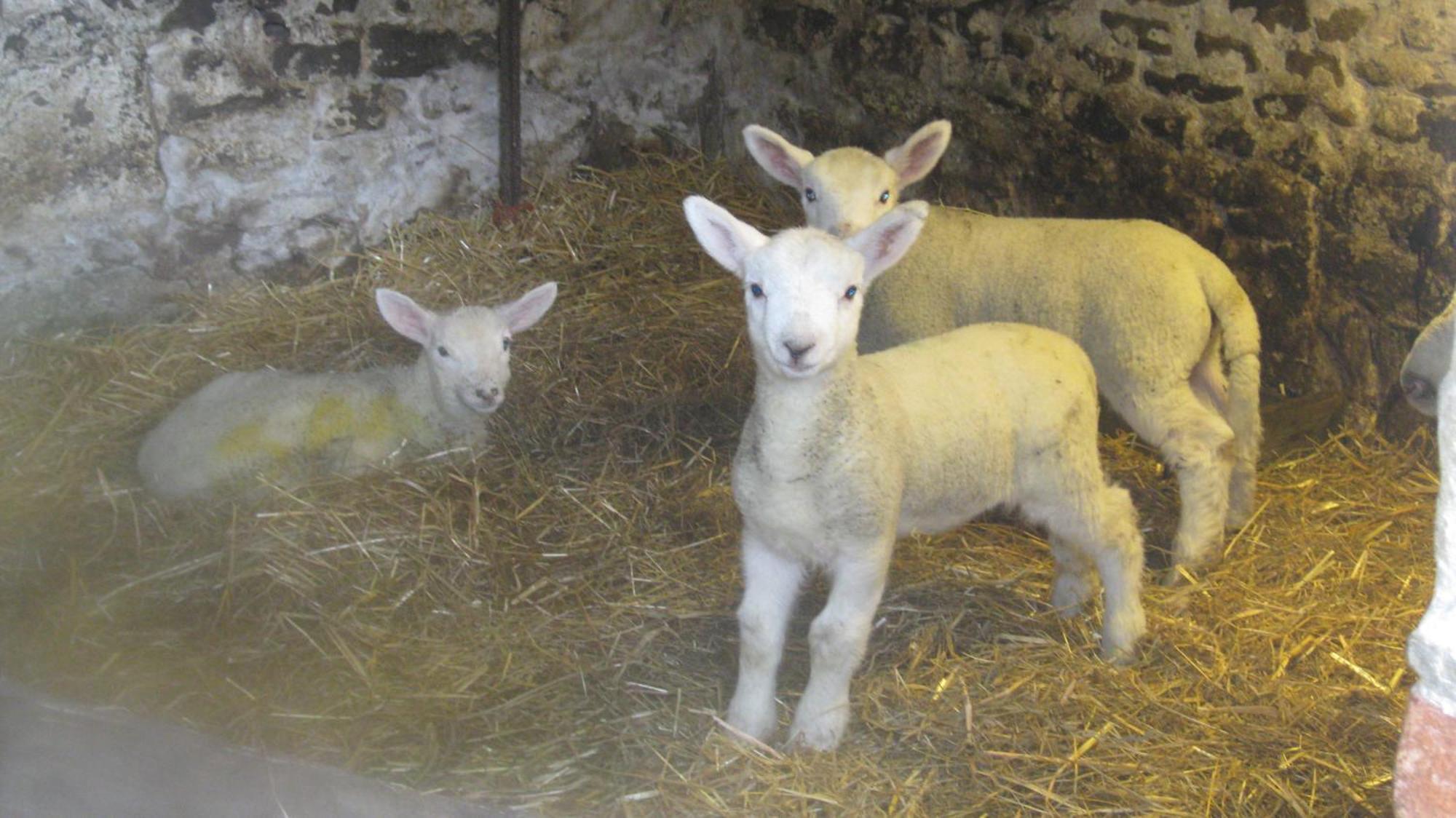 קאסלטון Riding House Farm Cottages מראה חיצוני תמונה